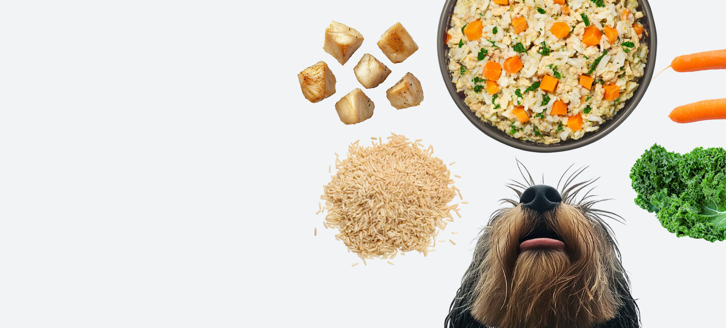 picture of a happy dog with fresh dog food bowl